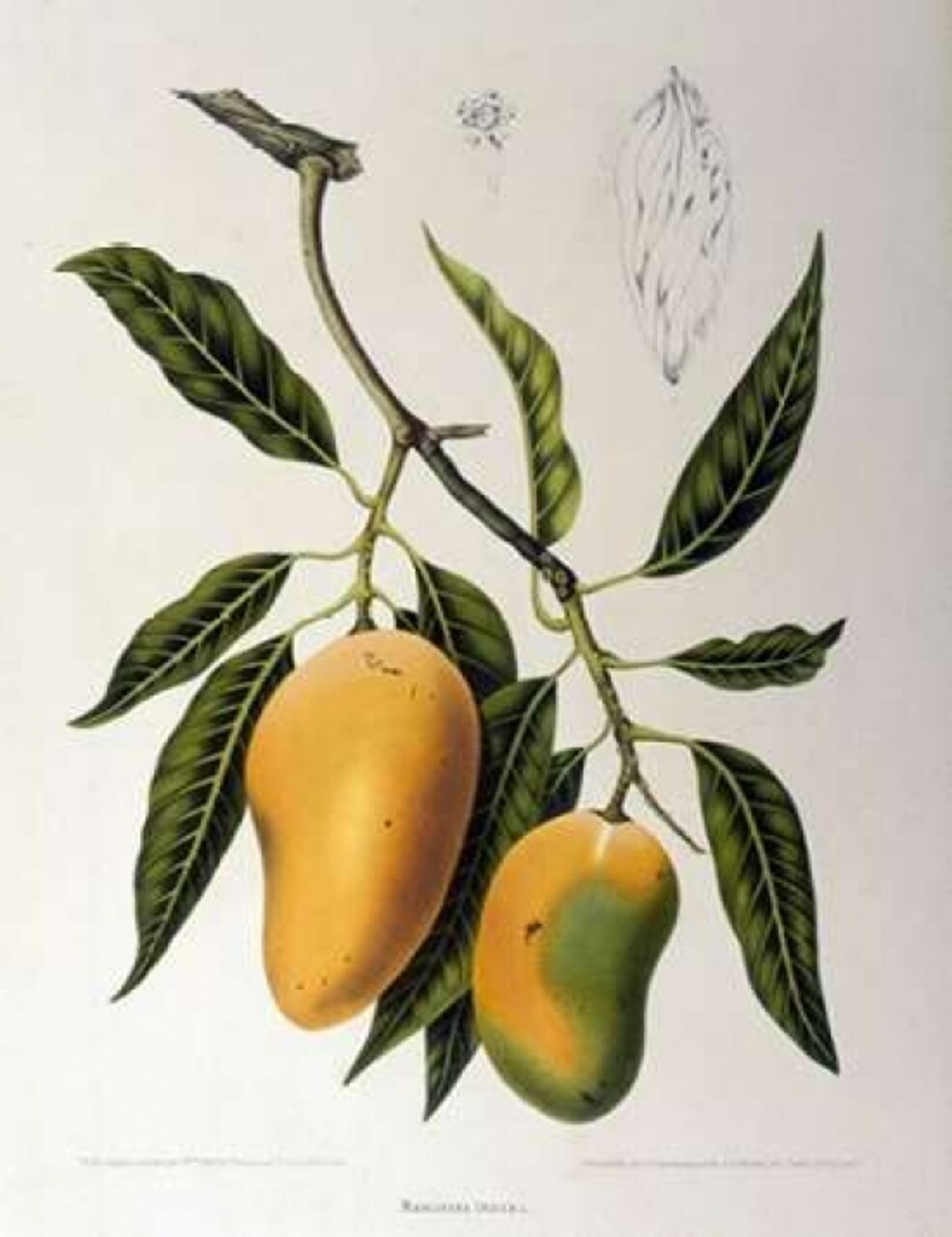 Mangosteen Poster Print by Madame Van Nooten - Item # VARPDXBVN31
